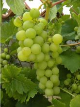 Vigne Italia - Vitis vinifera
