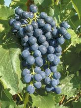 Vigne - Vitis vinifera Muscat Bleu