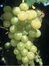 Vigne Muscat d'Alexandrie - Vitis vinifera 