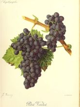 Vigne - Vitis vinifera Petit Verdot