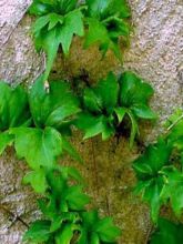 Vigne vierge - Parthenocissus tricuspidata Lowii