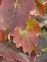 Vigne vierge - Parthenocissus tricuspidata Minutifolia