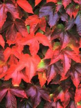 Vigne vierge - Parthenocissus tricuspidata Veitchii Robusta