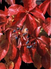 Vigne vierge vraie, Vigne vierge de Virginie - Parthenocissus quinquefolia Red Wall livré en hauteur 60/120 cm en pot de 3l/4l