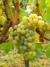 Vigne Chardonnay