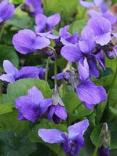 Violette odorante Königin Charlotte - Viola odorata