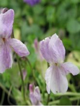 Violette odorante Mrs R Barton - Viola odorata