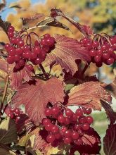 Viorne trilobée - Viburnum trilobum Wentworth ®