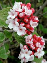 Viorne, Viburnum carlesii Aurora