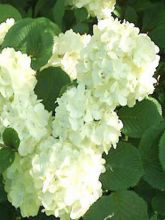 Viorne - Viburnum plic. Grandiflorum Noble ®