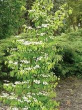 Viorne - Viburnum plicatum Kilimandjaro ®