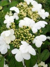 Viorne, Viburnum Plicatum Summer Snow Flake