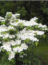 Viorne de Chine - Viburnum plicatum Tomentosum