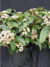 Viorne de David - Viburnum davidii Angustifolium