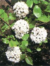 Viorne de Burkwood - Viburnum burkwoodii Ann Russell