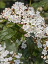 Viorne - Viburnum globosum Jermyns Globe.