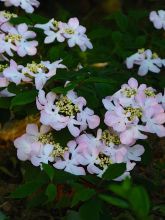 Viburnum plicatum Molly Schroeder - Viorne de Chine