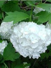 Viorne boule de Neige - Viburnum opulus Roseum