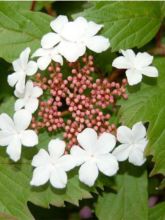 Viorne, Viburnum sargentii Onondaga en pot de 3,5L