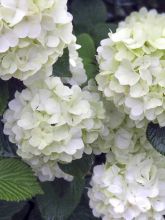 Viorne - Viburnum plicatum Opening Day