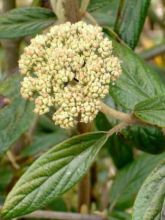 Viorne - Viburnum Pragense