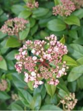 Viorne tin, Laurier tin - Viburnum tinus Gwenlian