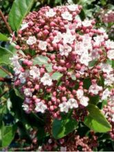 Viburnum tinus Lisarose - Laurier-tin rose