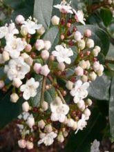 Viburnum tinus Purpureum - Viorne tin, Laurier tin 