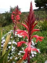 Watsonia meriana