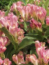 Weigela 'All Summer Peach'