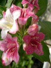 Weigela hybride Carnaval