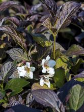 Weigela florida EBONY AND IVORY® NOBLE®