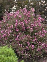 Weigela florida Alexandra ® - Weigélia