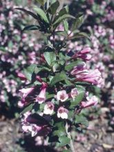 Weigela florida Foliis Purpureis - Weigela florida Purpurea - Weigelia pourpre