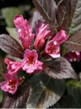 Weigela florida Minor Black ® - Weigélia pourpre nain