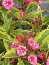 Weigela florida 'Moulin Rouge - Brigela'®