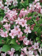 Weigela florida Pink Poppet