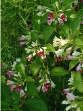 Weigela florida Marjorie