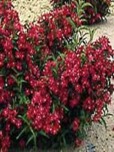 Weigela Nain rouge Courtanin