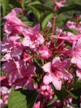 Weigela  'Stelzneri'