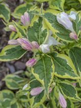 Weigela White Lightning