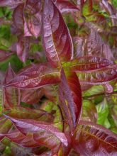 Weigela Wings of Fire ® - Weigélia