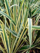 Yucca filamentosa Bright Edge - Yucca filamenteux