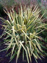 Yucca flaccida 'Golden Sword'