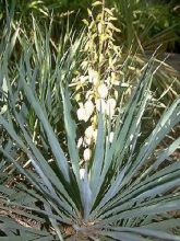Yucca gloriosa - Dague espagnole
