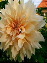 Dahlia Gpe Géant décoratif 'Café au lait'