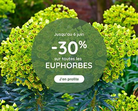 -30% Euphorbes 24/05 au 6/06
