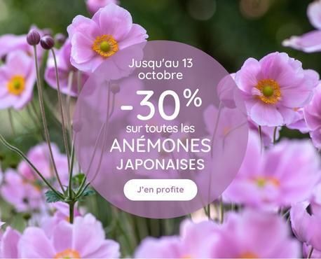 -30% anémones japonaise jusqu'au 13 octobre