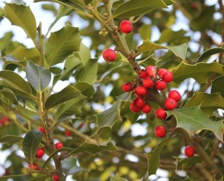 -30% sur tous les HOUX