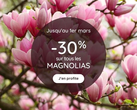 -30% Magnolia jusqu'au 1er mars